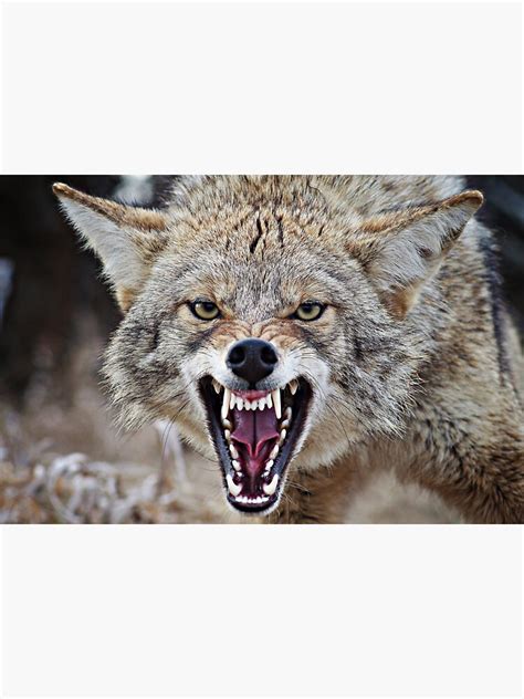 "Snarling Coyote" Sticker for Sale by Kayleigh Wilson | Redbubble