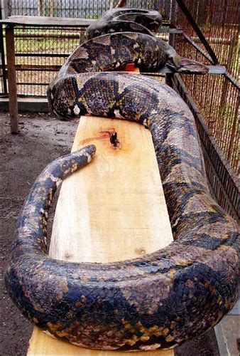 INDONESIA GIANT SNAKE | sambath | Flickr