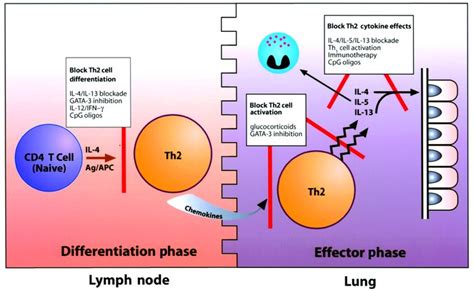 JCI - Th2 cells and GATA-3 in asthma: new insights into the regulation ...