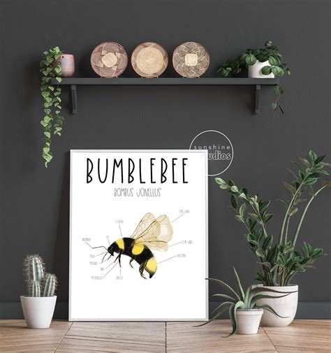 Bumble Bee Diagram, Anatomy Poster, Educational Wall Art, Science ...