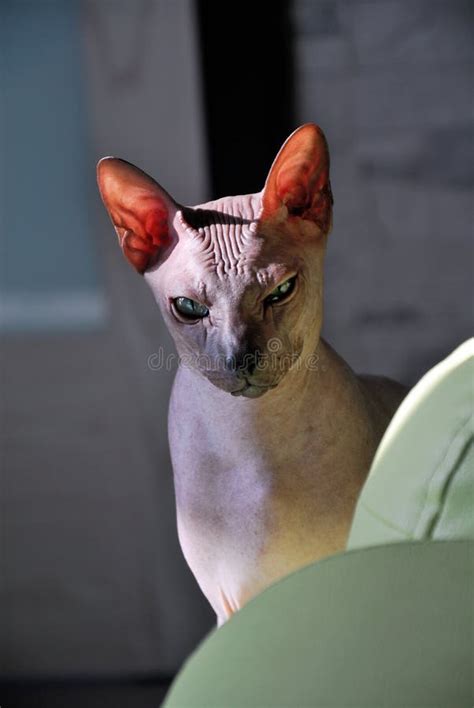 Don Sphynx cat stock photo. Image of animaln, look, wool - 116055442