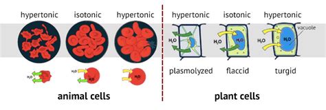 Osmosis: Definition, Types, Examples (Osmosis vs Diffusion)