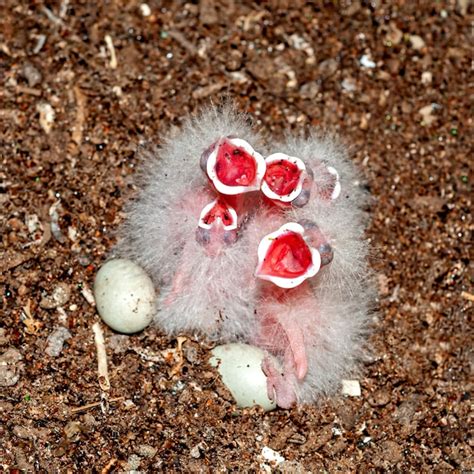 Common hoopoe chicks in the nest asking for food | Premium Photo