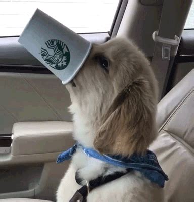 19 Pictures That Are Way Too Real For Any Starbucks Lover | Work memes, Work humor, Funny pictures