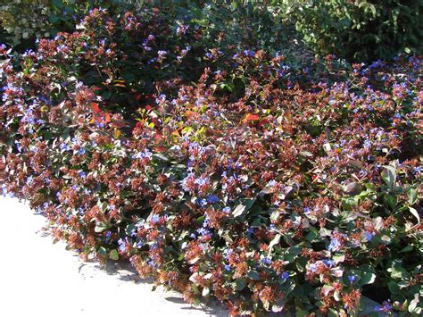 New Utah Gardener: Blue Plumbago - Ceratostigma plumbaginoides ...