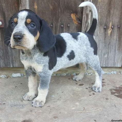 Blue Tick Puppies - National Bluetick Coonhound Association Home Coonhound Puppy Bluetick ...