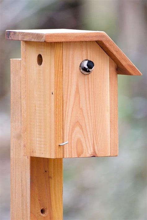 Black-capped Chickadee - Cedar bird house | Finch bird house, Bird ...