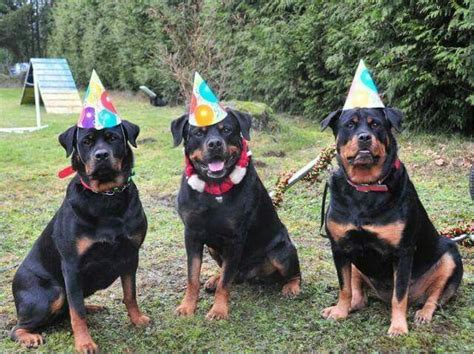 Happy Birthday | Funny birthday pictures, Rottweiler lovers, Bad dog humor