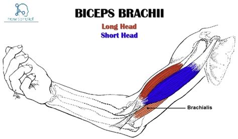 Biceps Brachii: Origin, Insertion, Nerve supply & Action » How To Relief