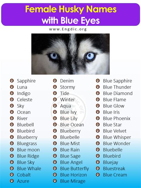 300+ Best Husky Names (Male, Female, Unique, Exotic) - EngDic