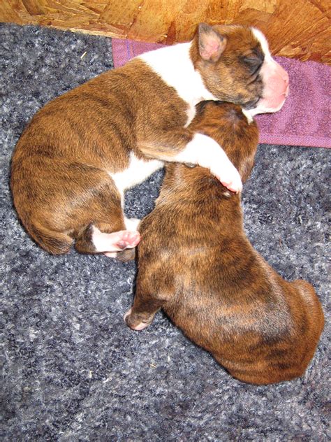 File:Boxer puppies hug.jpg