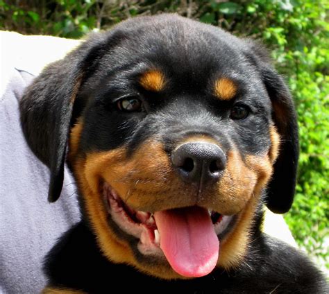 Free picture: rottweiler, puppy, face