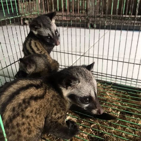 Musang Pandan In English / Story Tentang Musang Bersarang Di Plafon ...