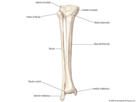 fibula | Definition, Anatomy, Function, & Facts