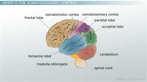 Somatosensory Cortex | Function, Location & Structure - Video & Lesson Transcript | Study.com