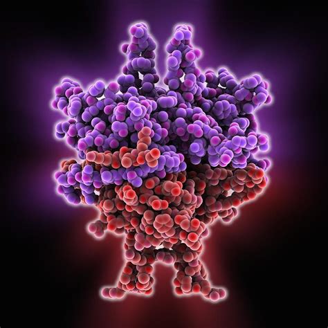 Single-stranded DNA-binding protein Photograph by Science Photo Library - Fine Art America