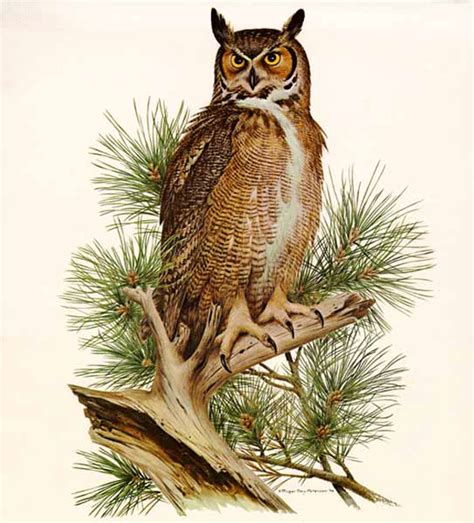 Robin's Nest Treasures: John James Audubon