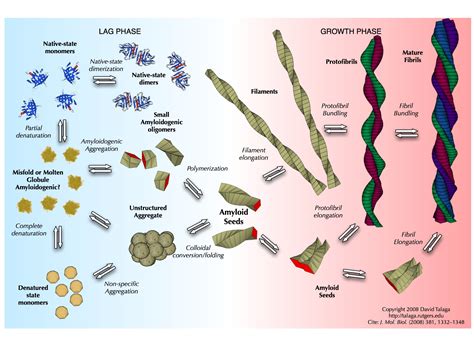 Amyloid - Alchetron, The Free Social Encyclopedia