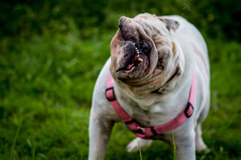 A Day in the Life: New Orleans Bulldog Rescue - Dogslobber