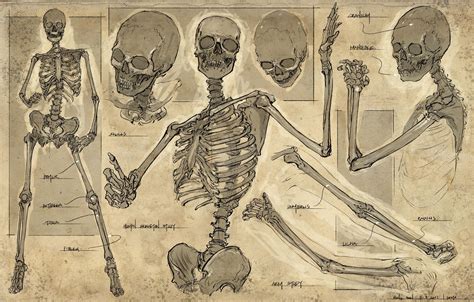 Feng Zhu Skeletal Anatomy | Çizimler, Vintage posterler, Sanatsal resimler