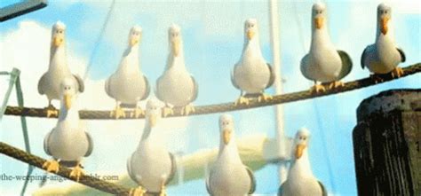 Mine Birds GIF - Mine Birds Seagulls - Discover & Share GIFs