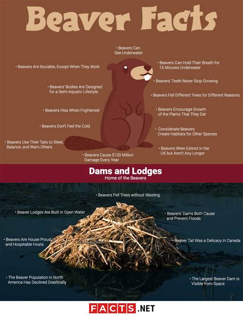 20 Facts about Beavers - Behaviors, Habitat, Senses & More | Facts.net
