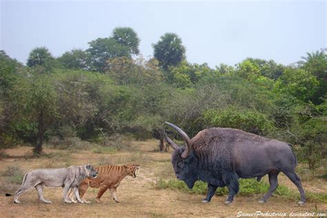 American Lion / Smilodon vs Bison Latifrons by SameerPrehistorica on ...