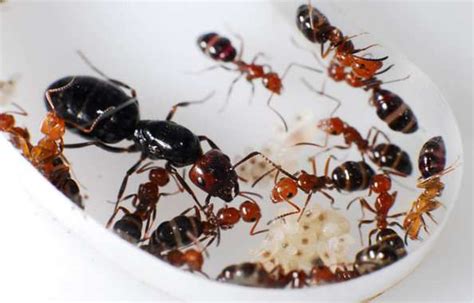 How different ant species coexist in the same territory