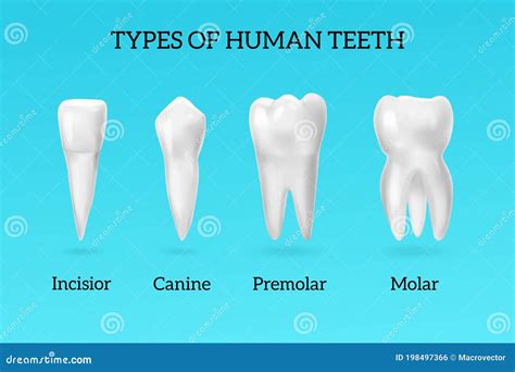 Realistic Teeth Types Set Vector Illustration | CartoonDealer.com ...