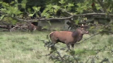 Red deer mating season (Hertenbronst) - YouTube