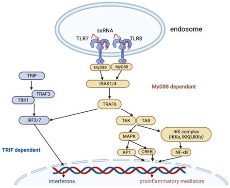 Vaccines | Free Full-Text | The Role of TRL7/8 Agonists in Cancer ...