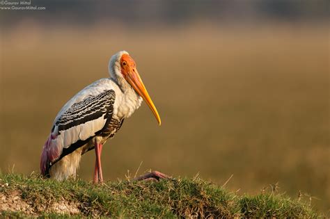 Essential Bird Photography Gear for Every Occasion