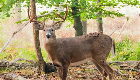 Early Season Big Bucks: Withstand the Heat and Bugs and You Could Bag a ...