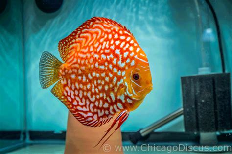 Chicago Discus | Your discus fish specialty store