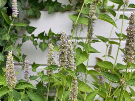 6 Reasons Why You Should Grow Anise Hyssop & How To Care For It