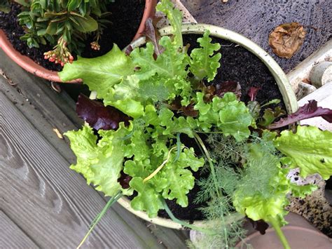 Lettuce container gardening | Container gardening, Garden, Plants