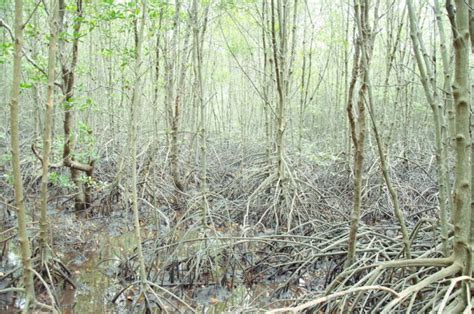 Ecosistema forestal: características, tipos, fauna, flora y ejemplos ...