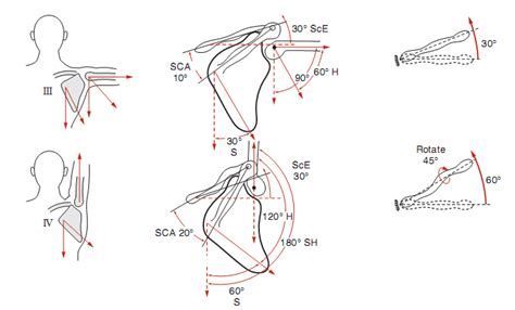 Clavicular Component of Scapulo-humeral Rhythm Third (III, top) phase ...