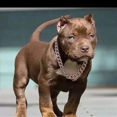 Teacup Pitbull: What Are They & Why Are They Special