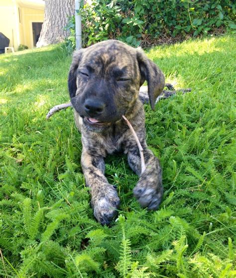 Louisiana Catahoula Leopard Dog Info, Temperament, Puppies, Pictures