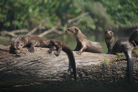 Where do giant otters go in the rainforest’s wet season? | San Diego Zoo Institute for ...