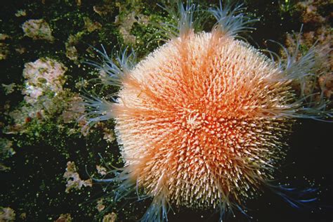 Real Monstrosities: Edible Sea Urchin