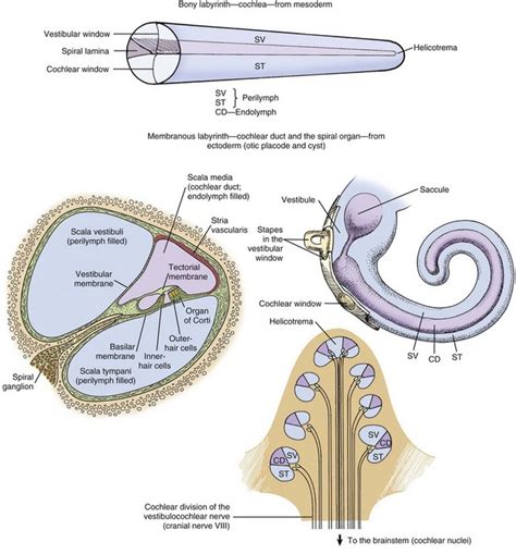 Helicotrema