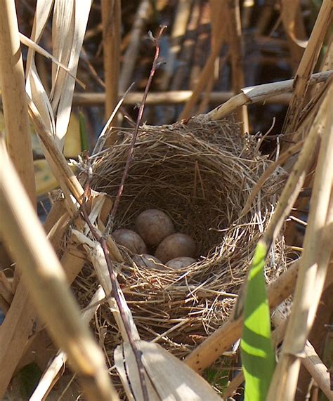 Bird nest - Wikipedia