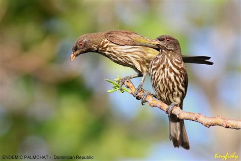 Birds of the Dominican Republic - Extreme Hotels Cabarete