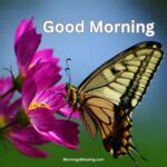 50+ Good Morning Butterfly Images Ideas for You