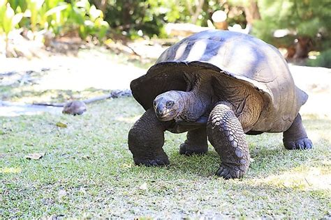 Aldabra Atoll, Seychelles - WorldAtlas