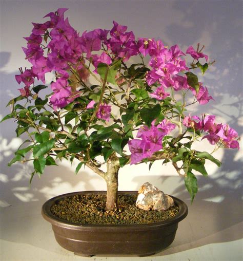 Flowering Bougainvillea Bonsai Tree - Large (Pink Pixie)