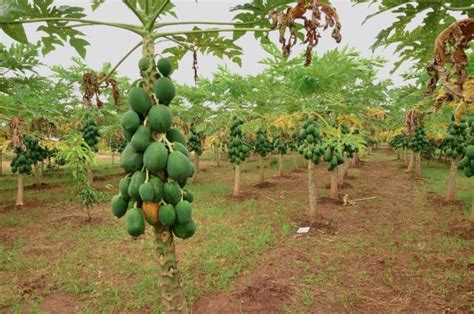 How to Grow Papaya from Seed? Sowing Technique, Climate & Soil Required for Papaya Farming; Best ...