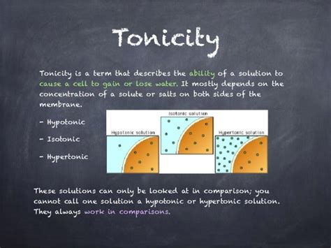 Cell Membrane And Tonicity Worksheet Quizlet - Engreen